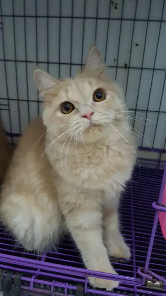 open adopt kitten persia