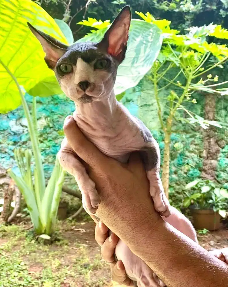 Pacak sphynx bambino