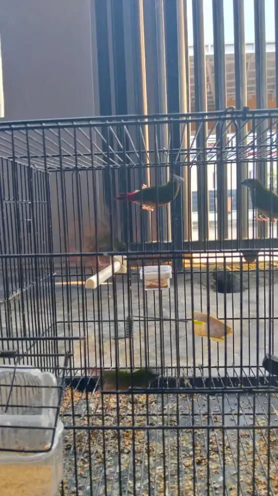 Dijual burung finch lokal binglis