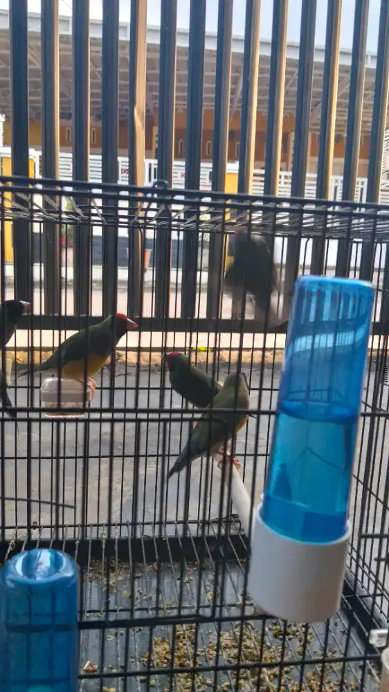 Dijual burung finch hias GA