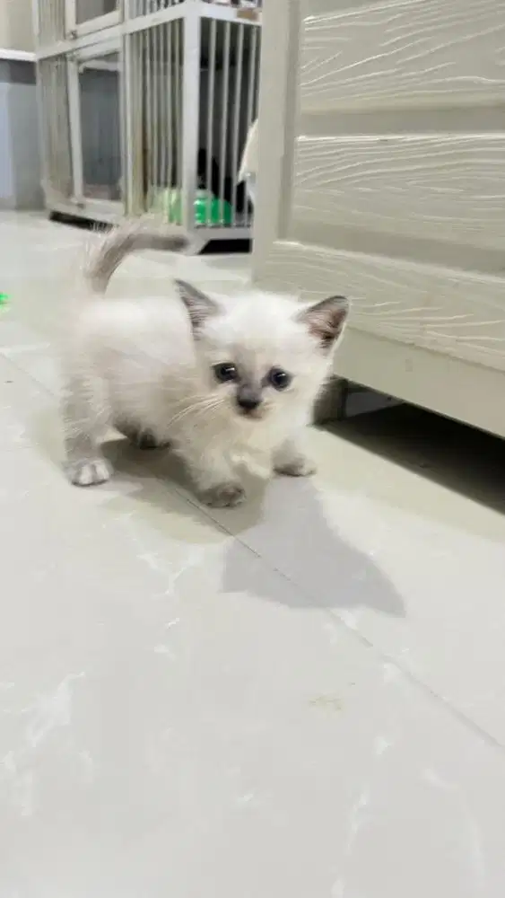 Open Adopt Kitten Munchkin