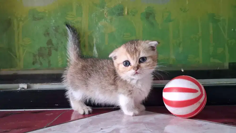 Gealic Bico Golden NY25 Betina