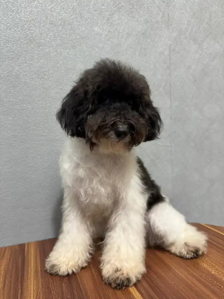 Di jual toy poodle jantan murah aja