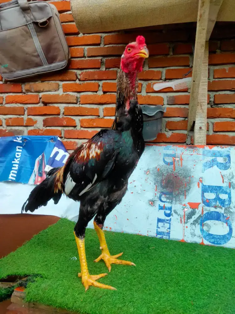 Ayam bangkok x pakoy