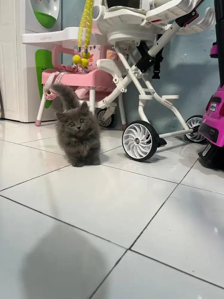 Kucing munchkin BLH/cebol british shorthair/kaki pendek brittish