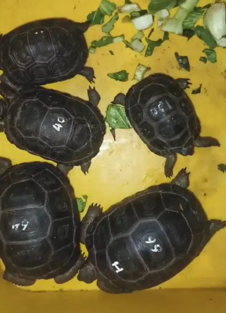 Kura aldabra Surabaya mulus