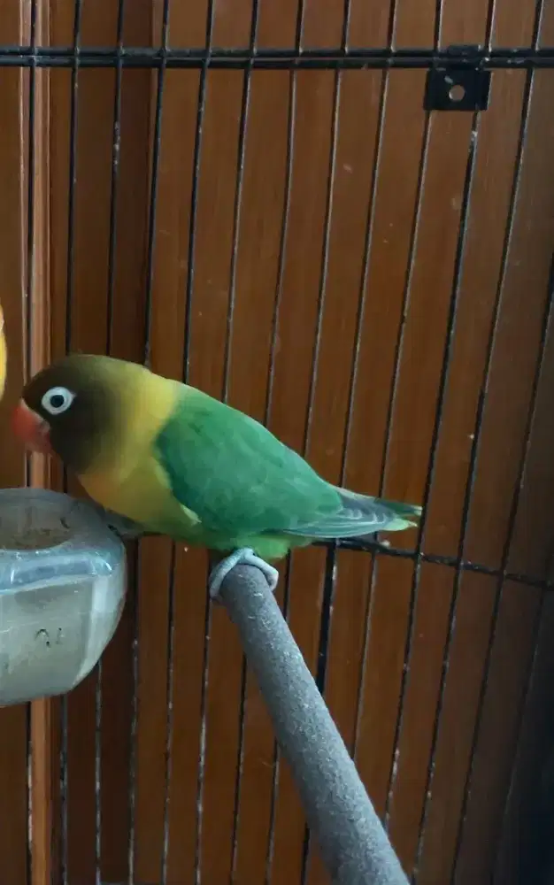 Burung lovebird Josan Dewasa