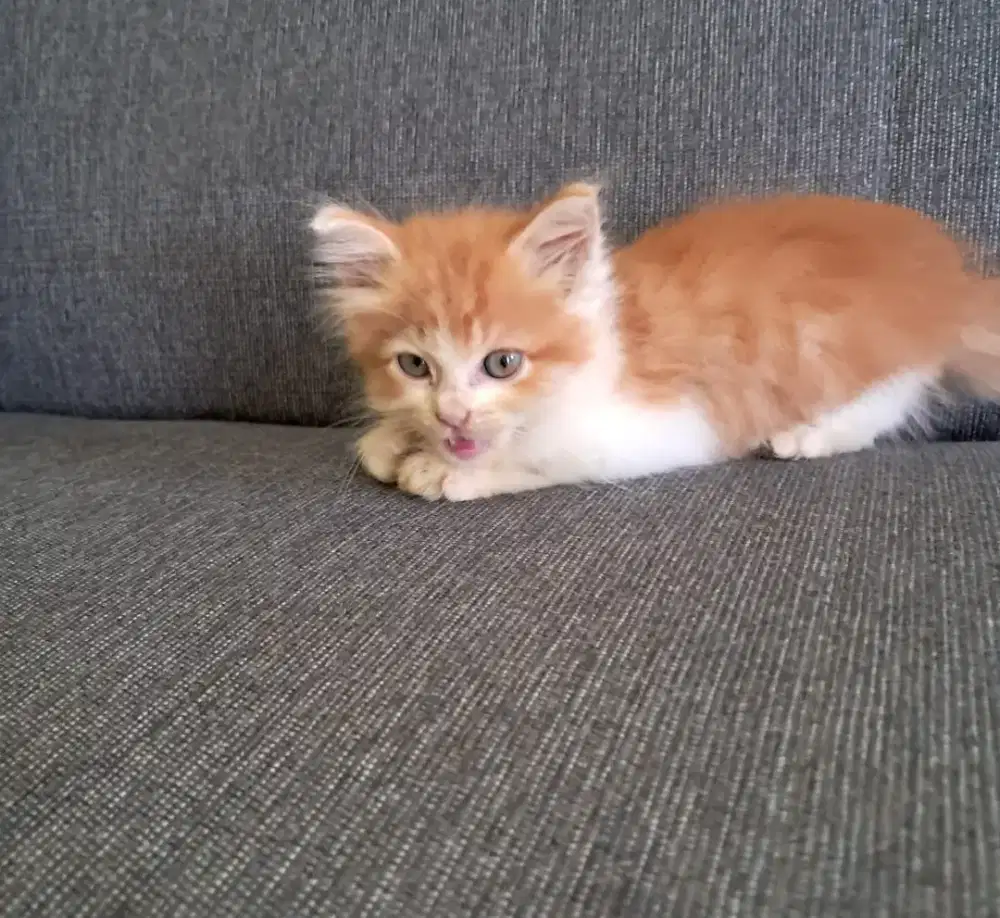 kucing persia 2bulan