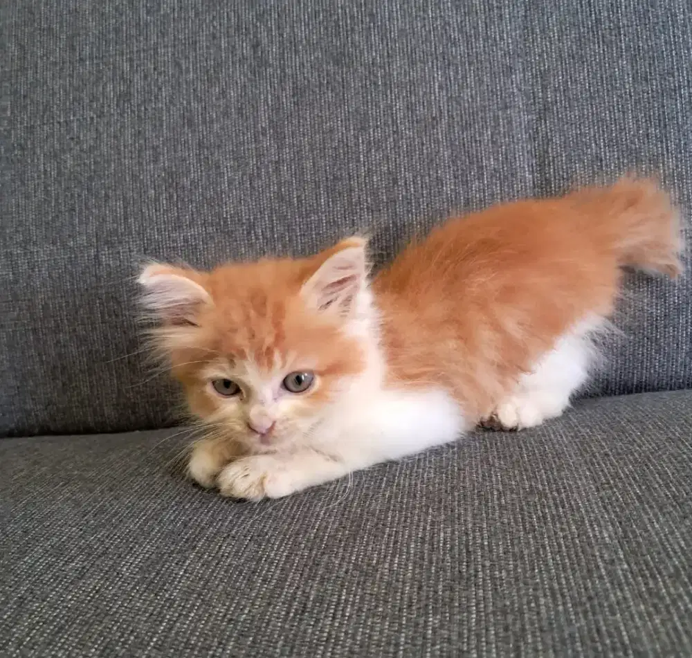 kucing persia anakan