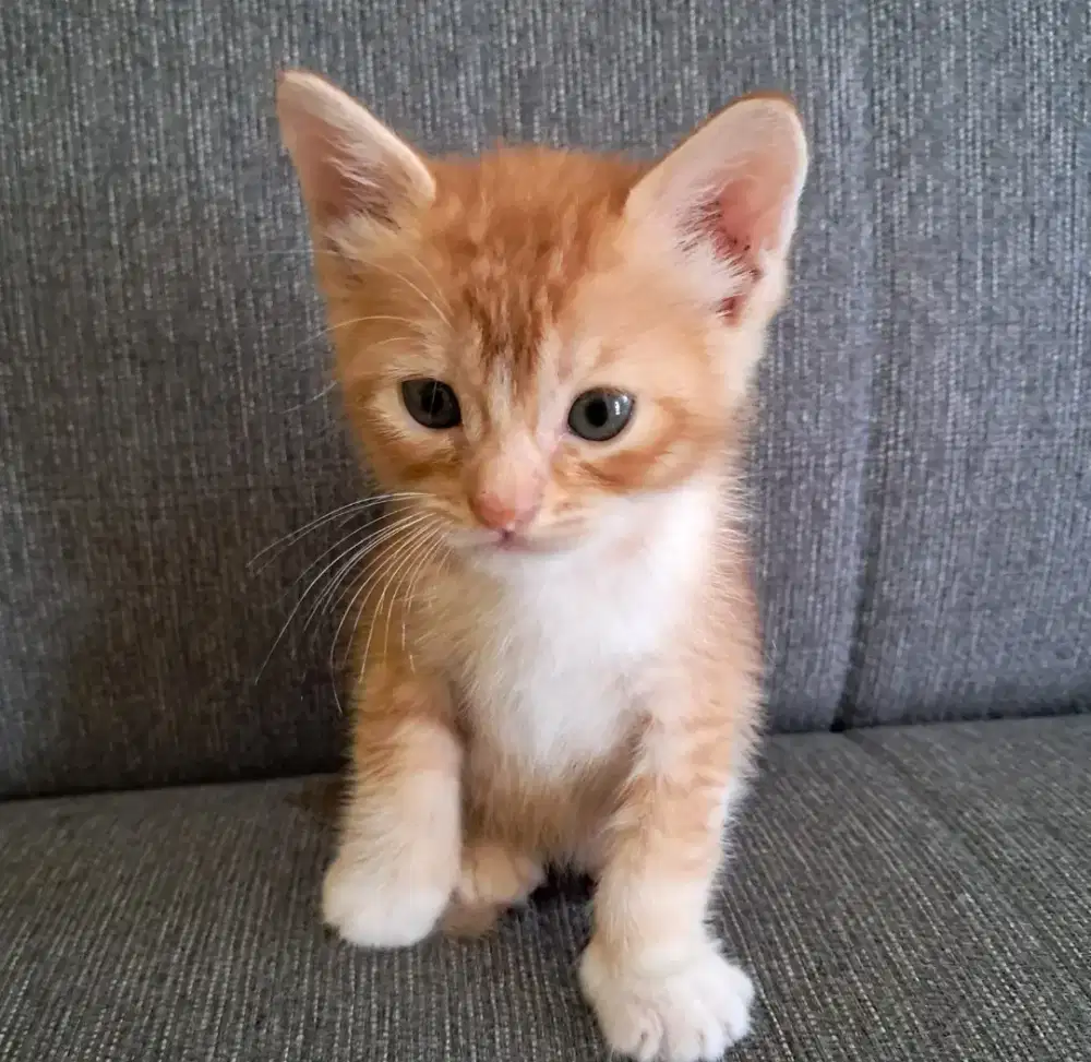 kucing british short hair