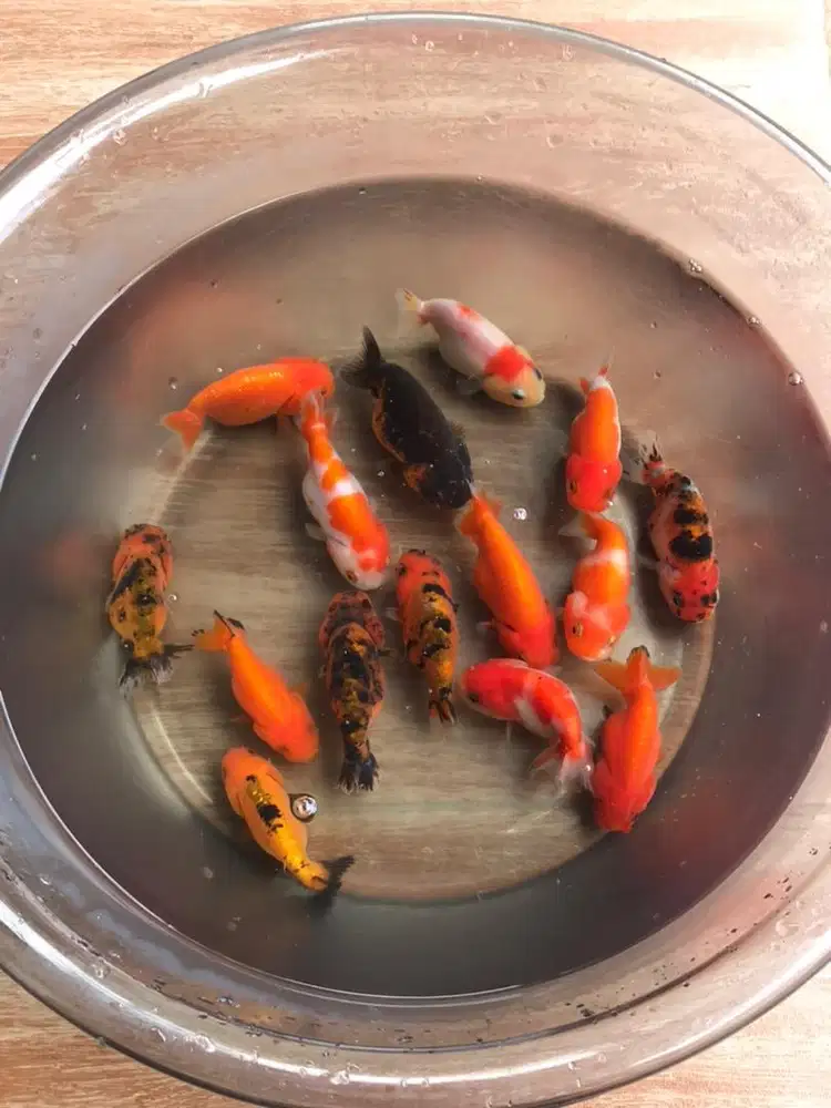 Ranchu mas koki