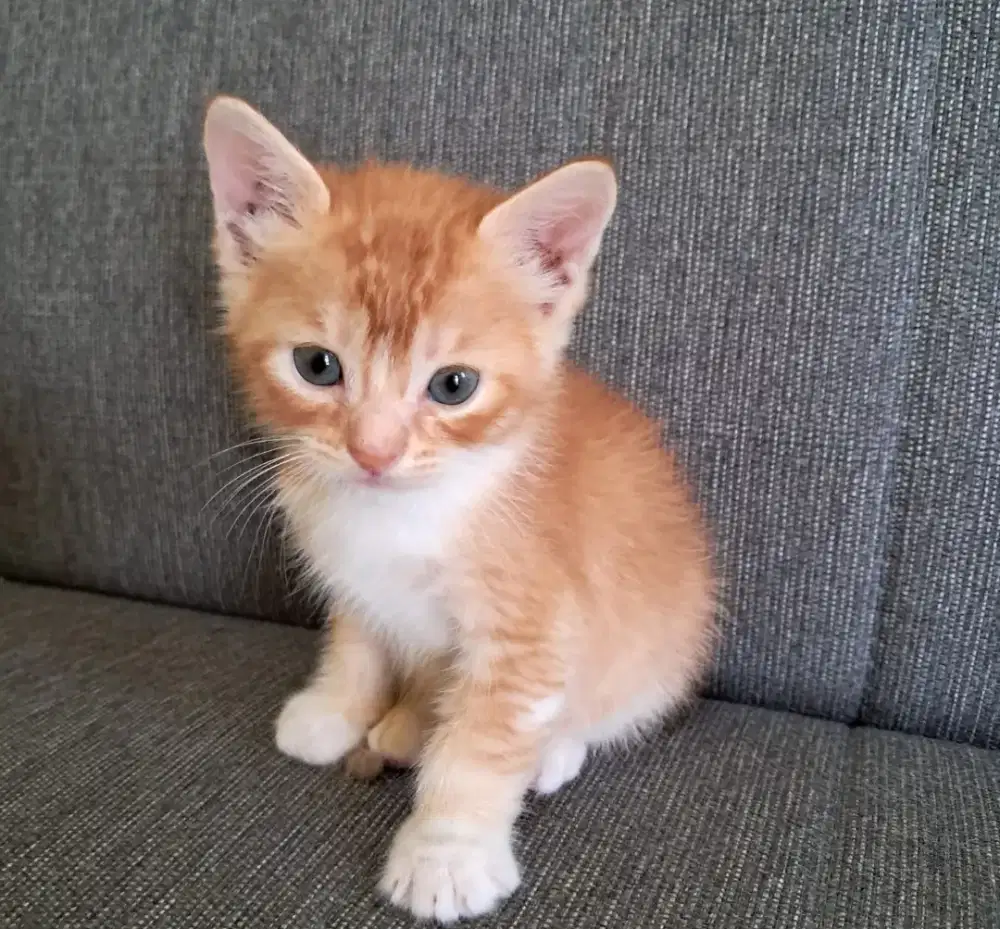 kucing bsh british short hair 2 bulan