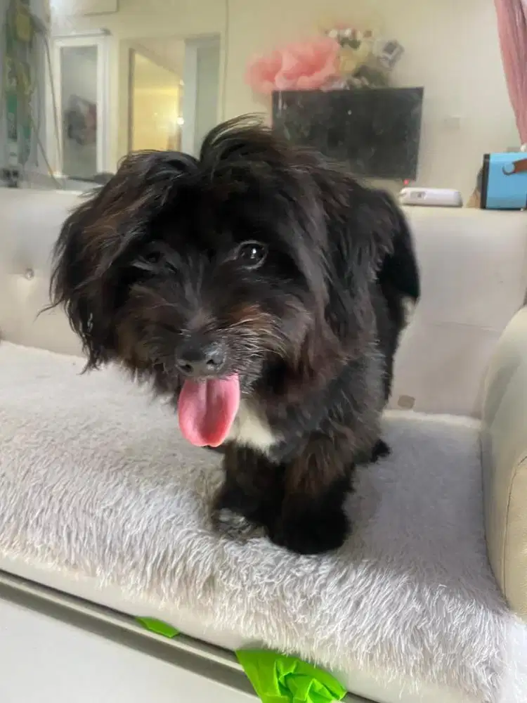 Dijual Jual Anjing Dog Poodle Pudel