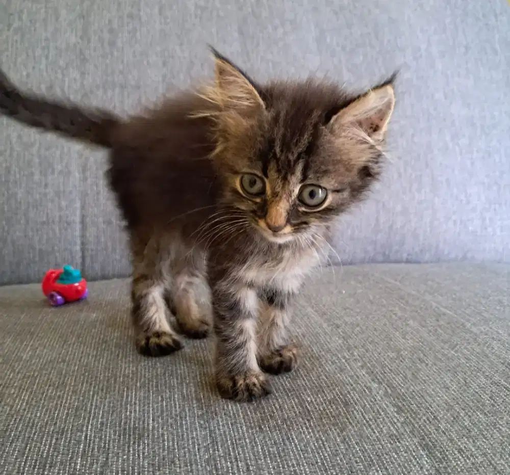 kucing persia mix 2bulan jantan