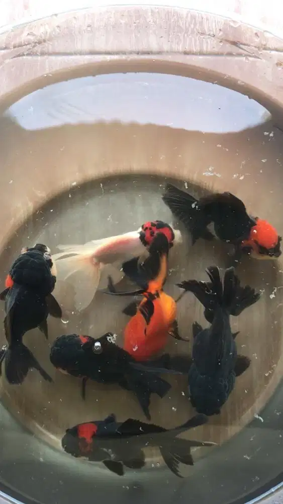 Mas koki oranda panda