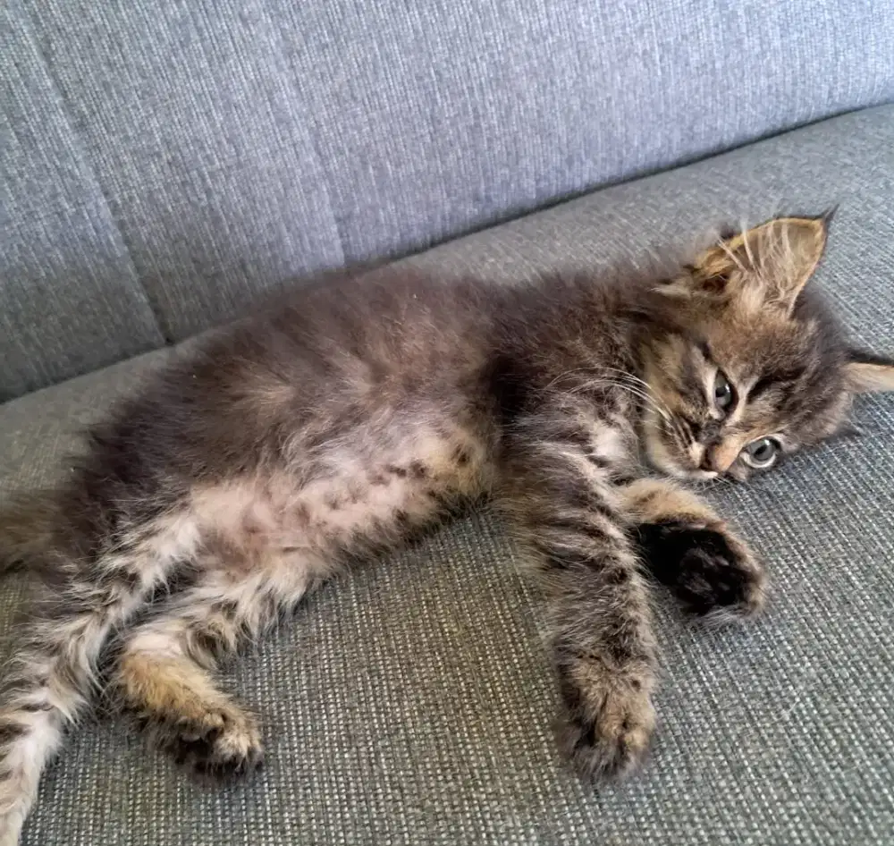 kucing persia mix 2bulan