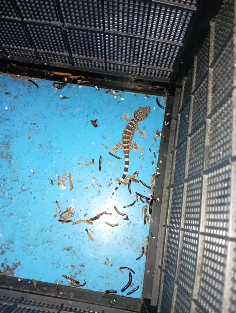 Anakan tokek sehat makan lahap