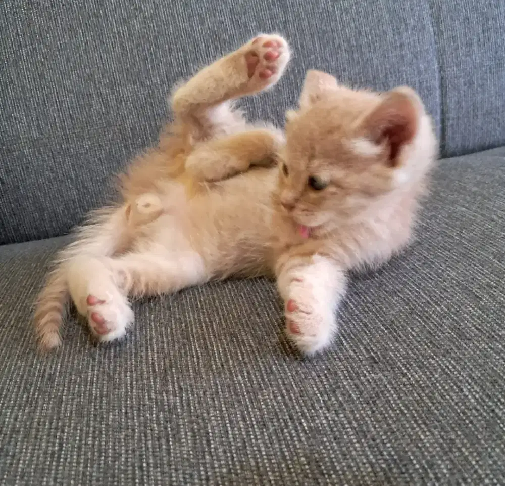 kucing british short hair