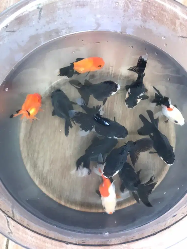 Mas koki oranda panda