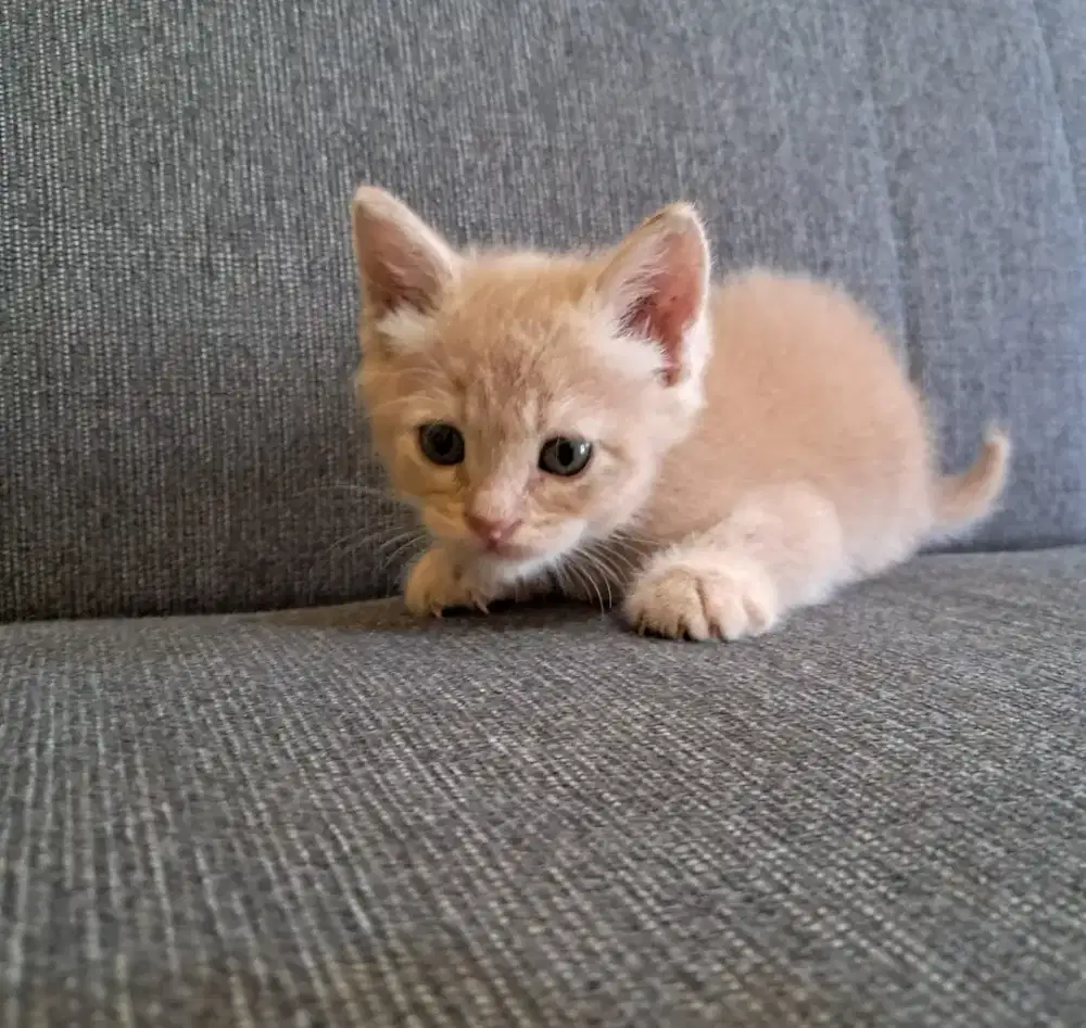 kucing bts ori cream