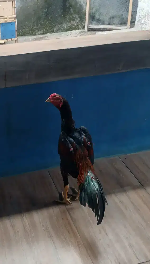 Bangkok 6 bulan ayam sehat makan lahap