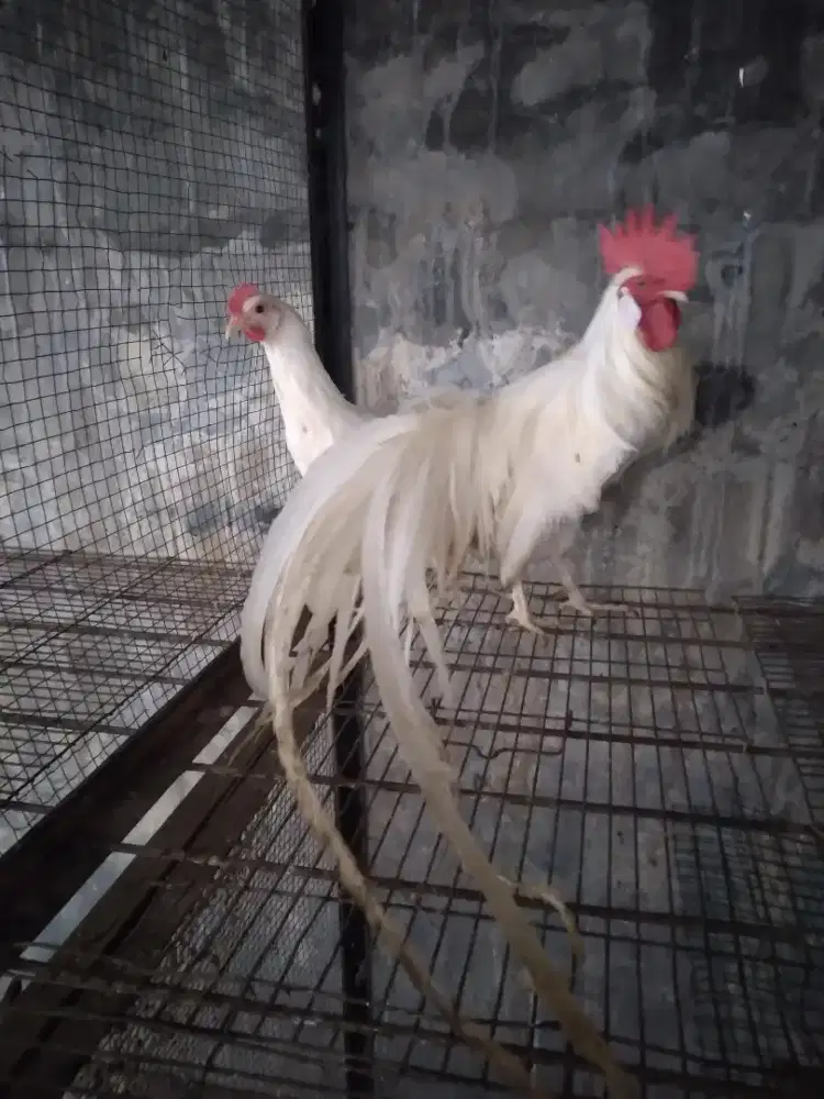 Ayam onagadori ekor panjang dari jepang
