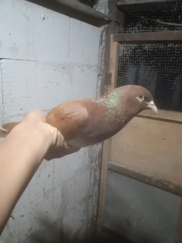 Merpati coklat pupur