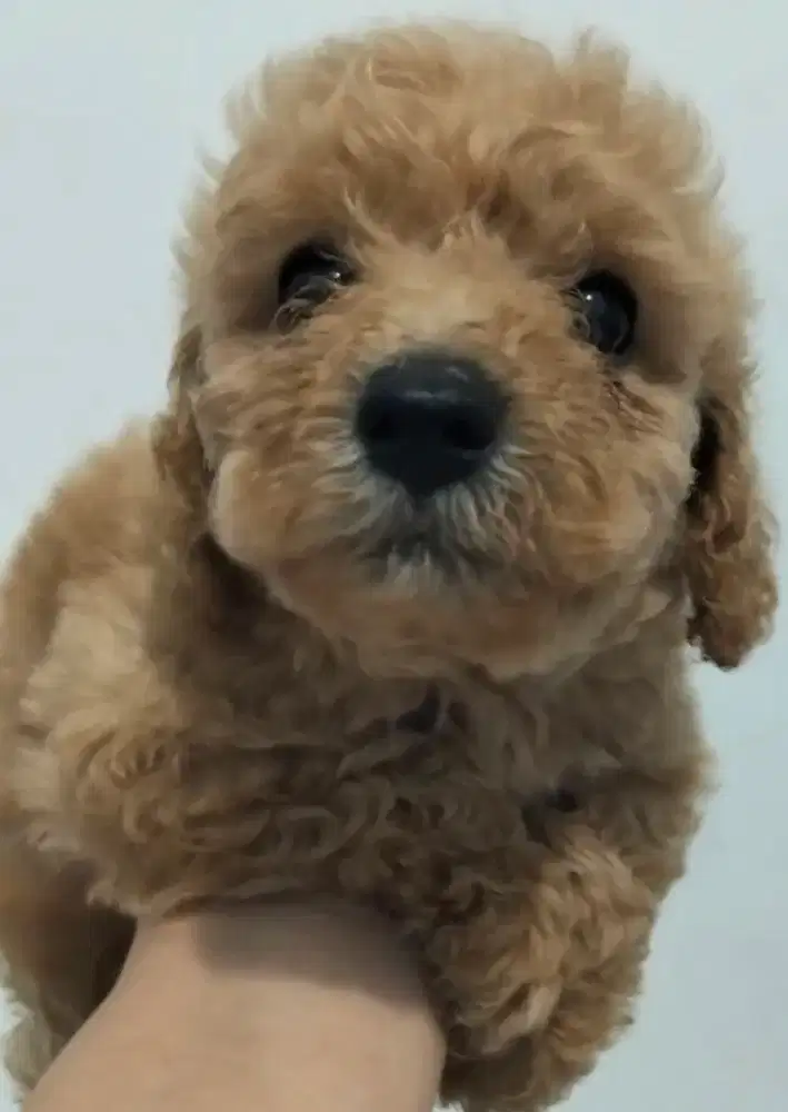 Dijual anak anjing poodle asli