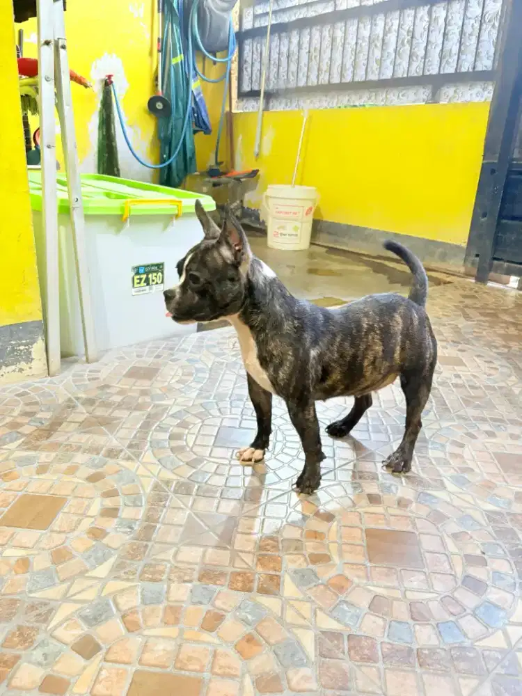 American bully pocket