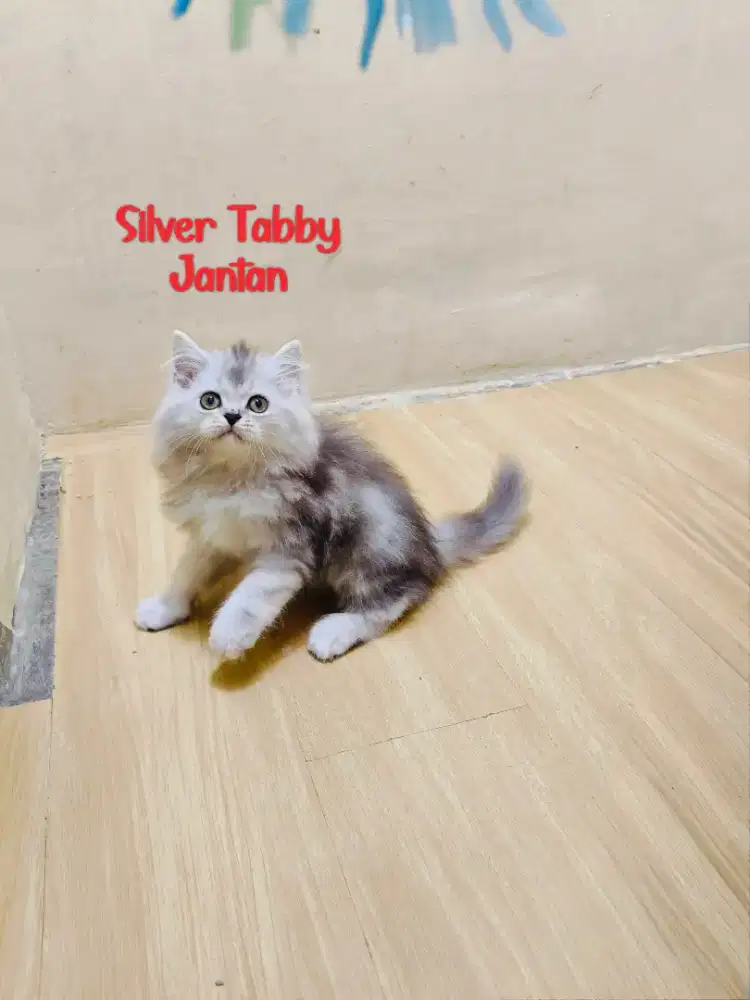 Kitten Persia silver taby