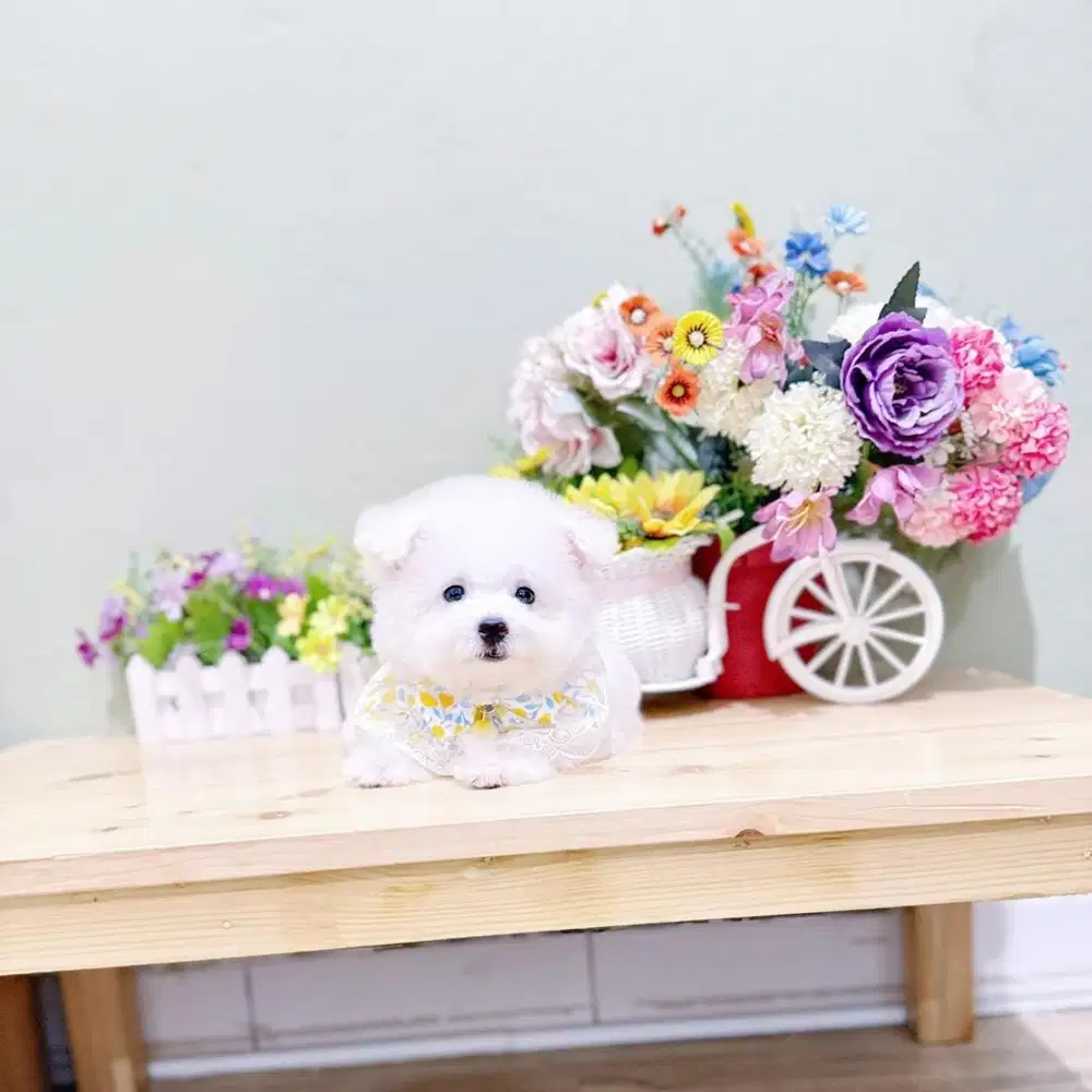 Korean mini bichon frise super imut bloodline import korea size kecil
