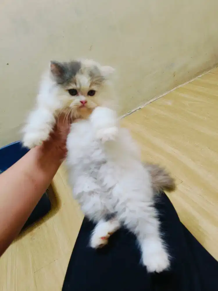 Kitten Calico betina