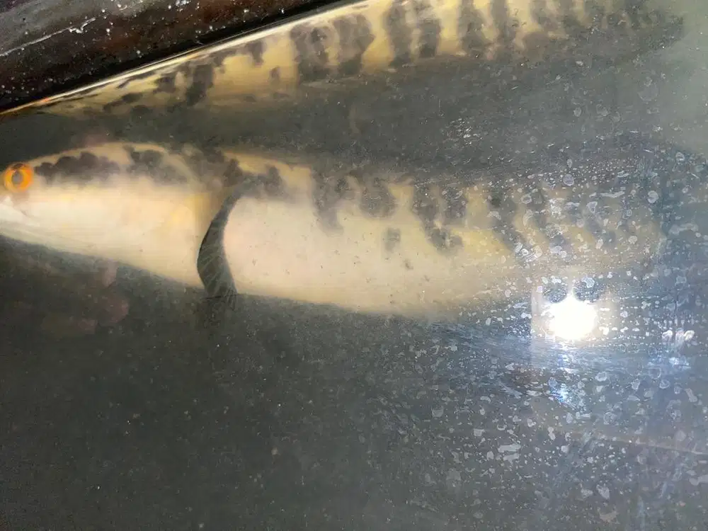 Ikan cana maru agresif