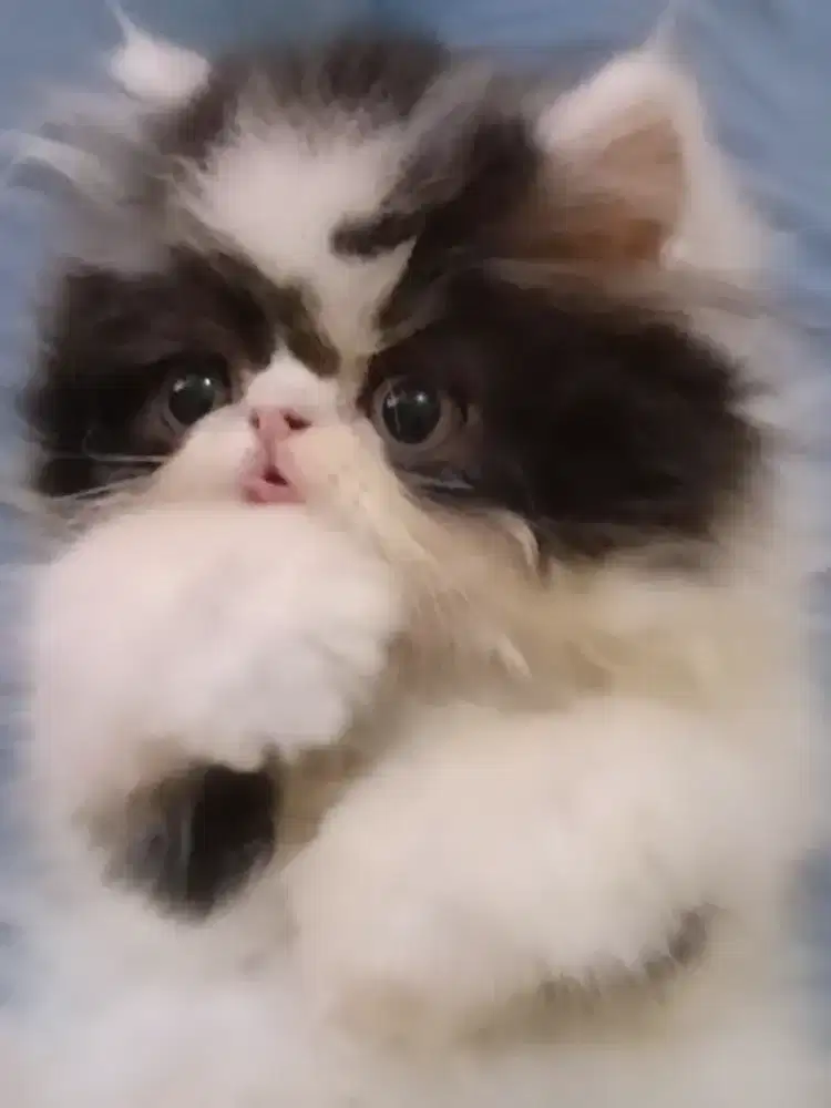 Kucing Persia Peaknose Jantan