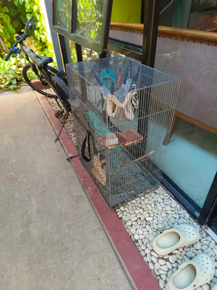 Jual murah biang SUGAR GLIDER JOY dan pejantan SG beserta anak anaknya