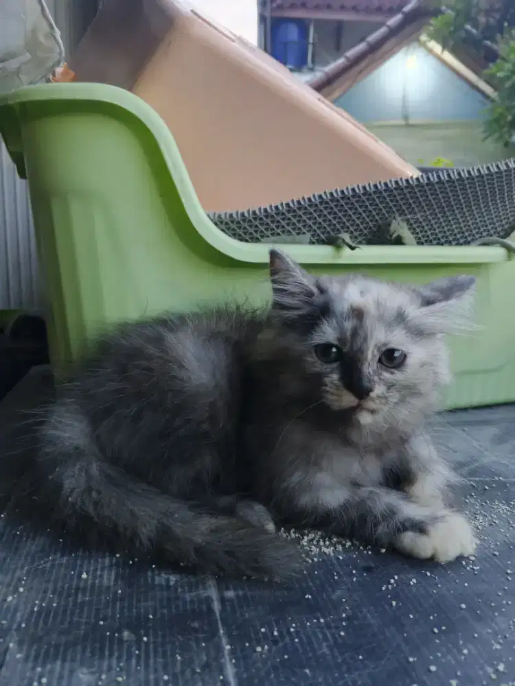 Kucing kitten persia