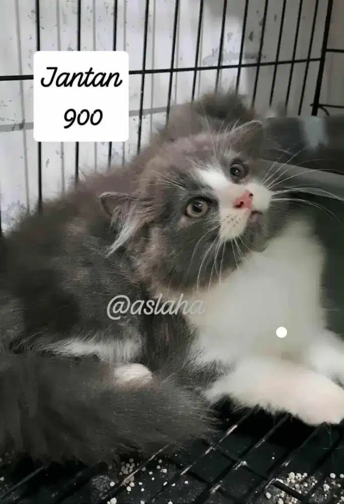 Anak kucing anggora/kitten persia jantan/kucing persia jantan