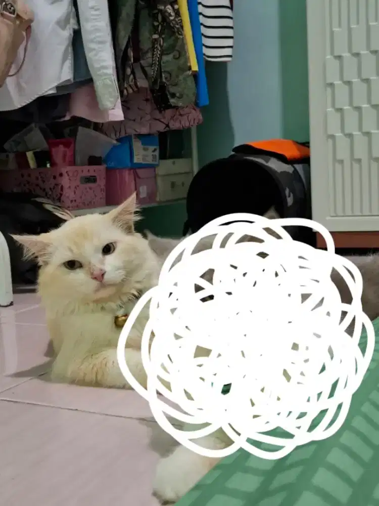 Ganti pakan kucing rumahan
