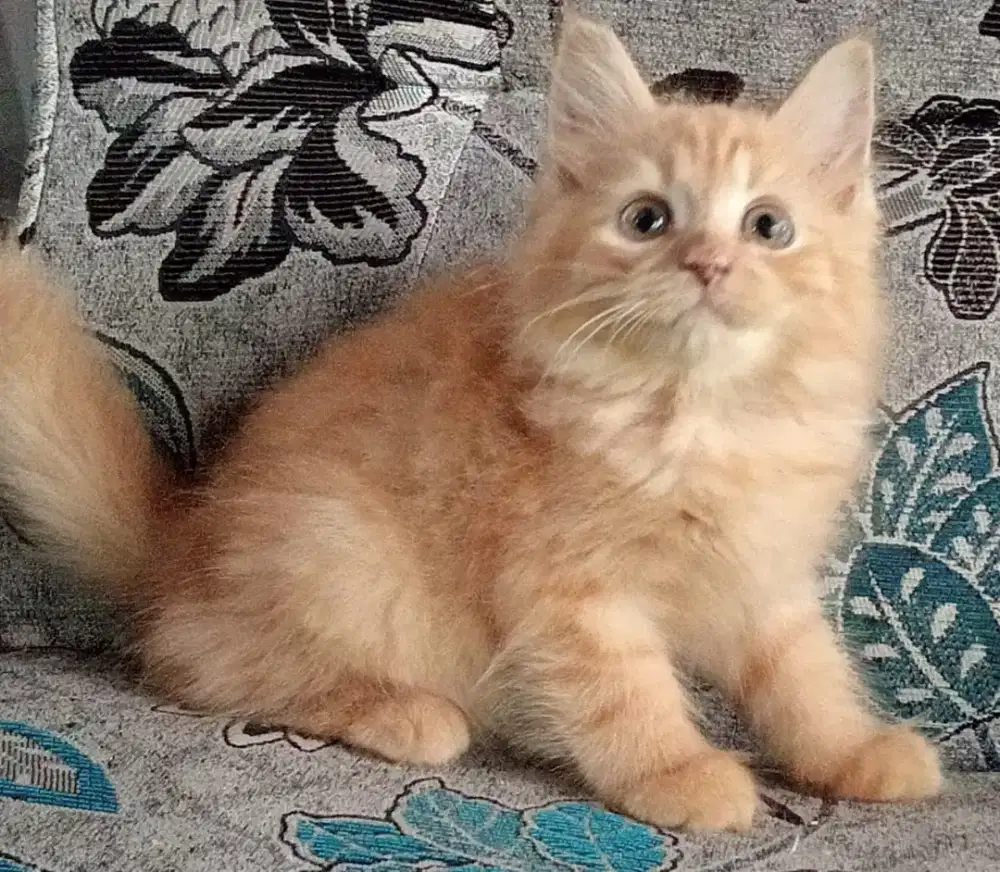 Persia kitten oyen