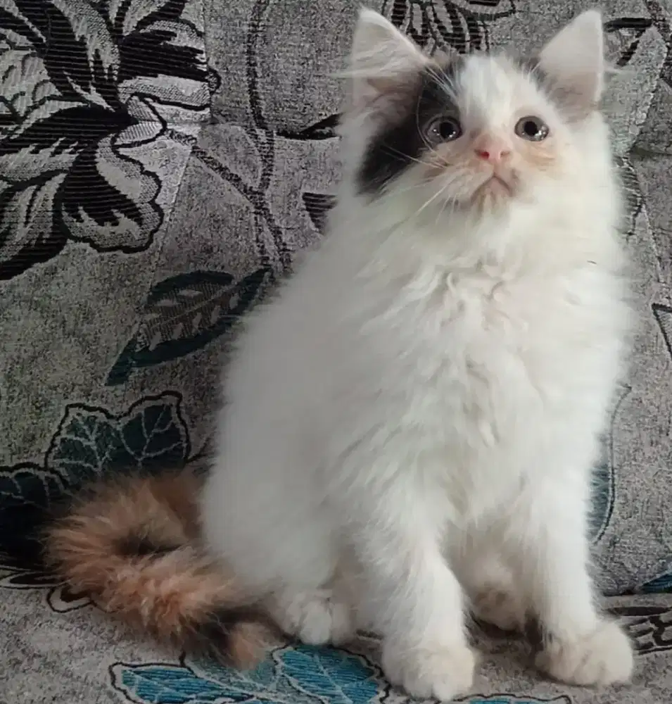 Persia kitten calico