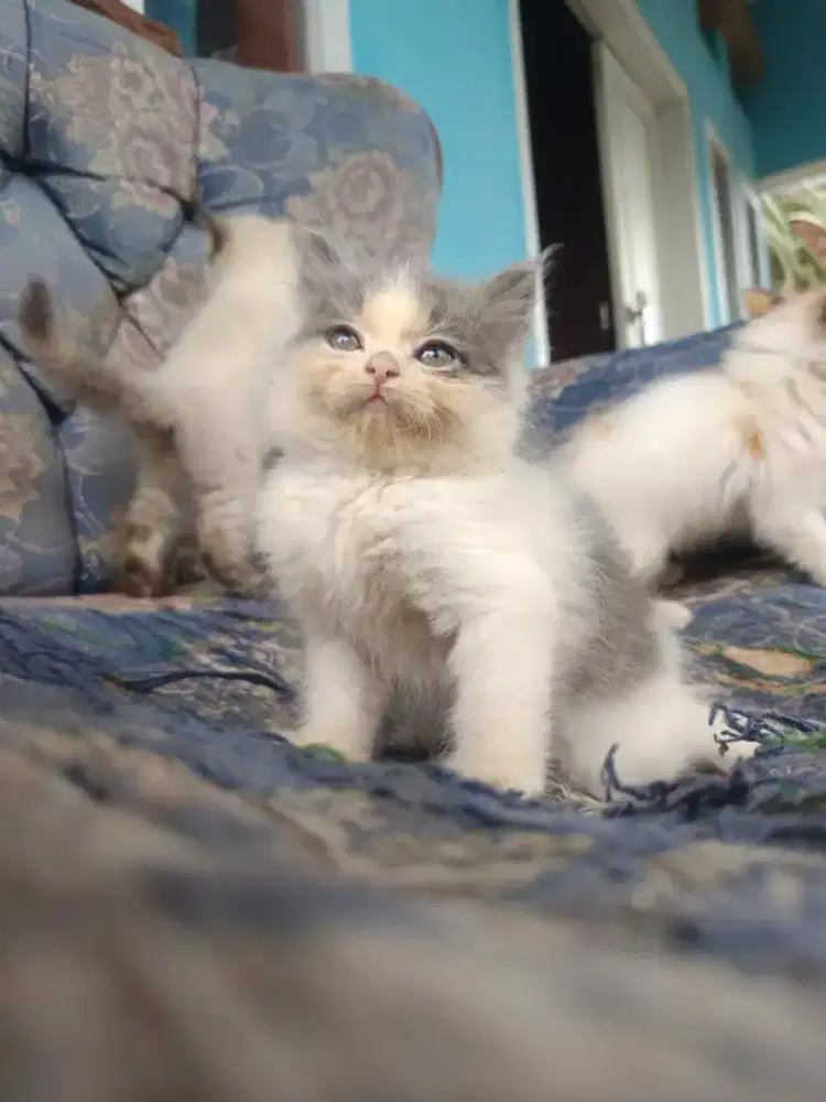 Kucing persia flatnose scottish bsh munchkin ragdol mainecoon peaknose