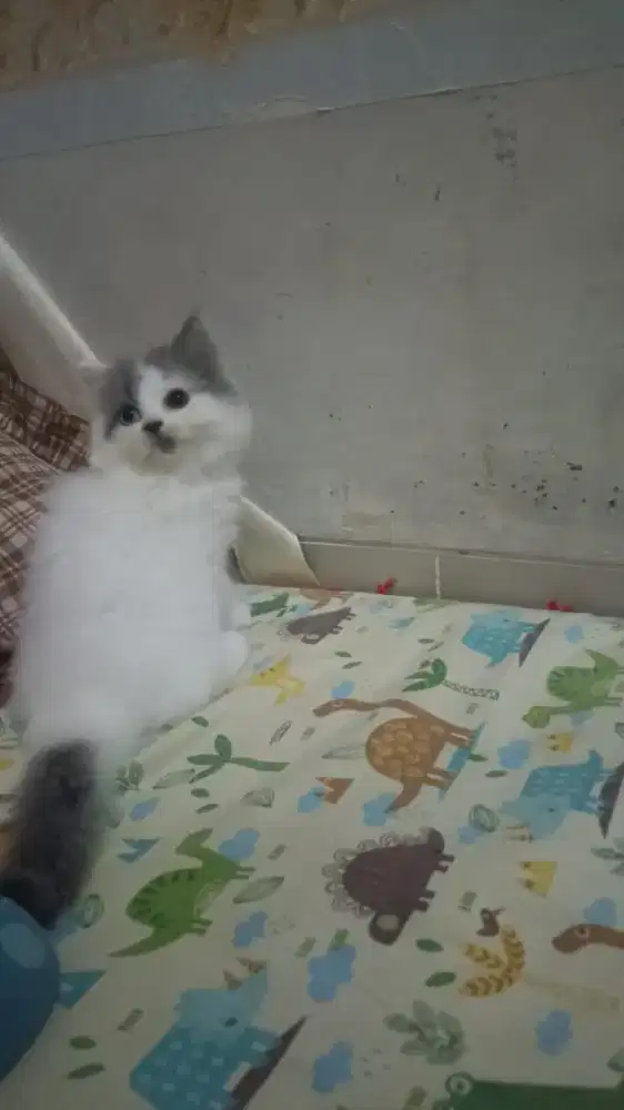 Kucing Persia Odd Eyes