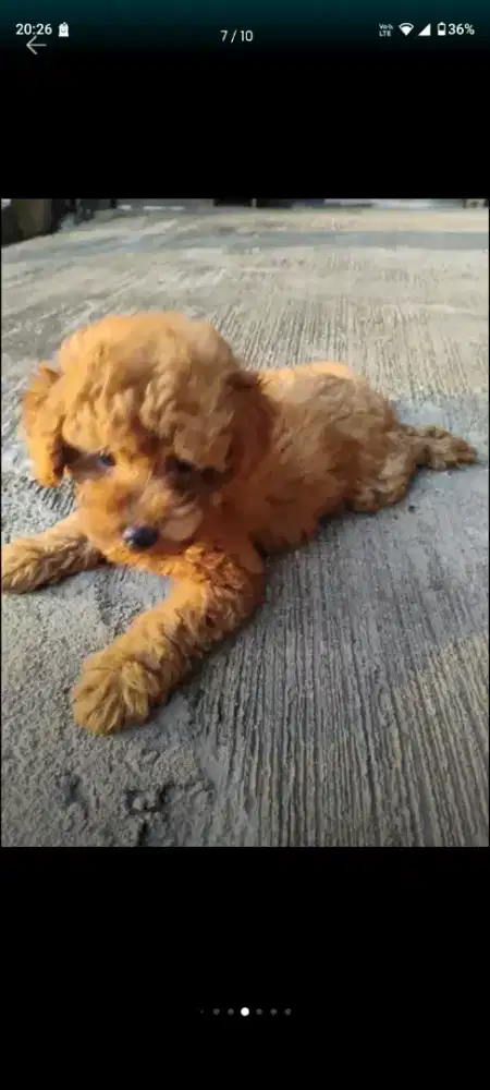 Puppy red toy poodle jantan betina 7 mnggu