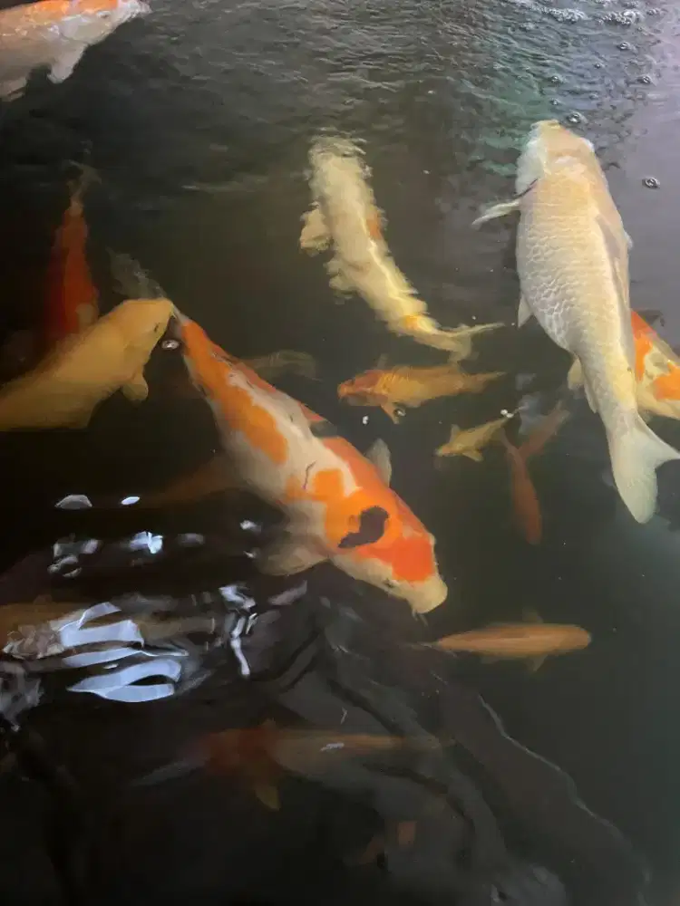 Ikan koi blitar borongan