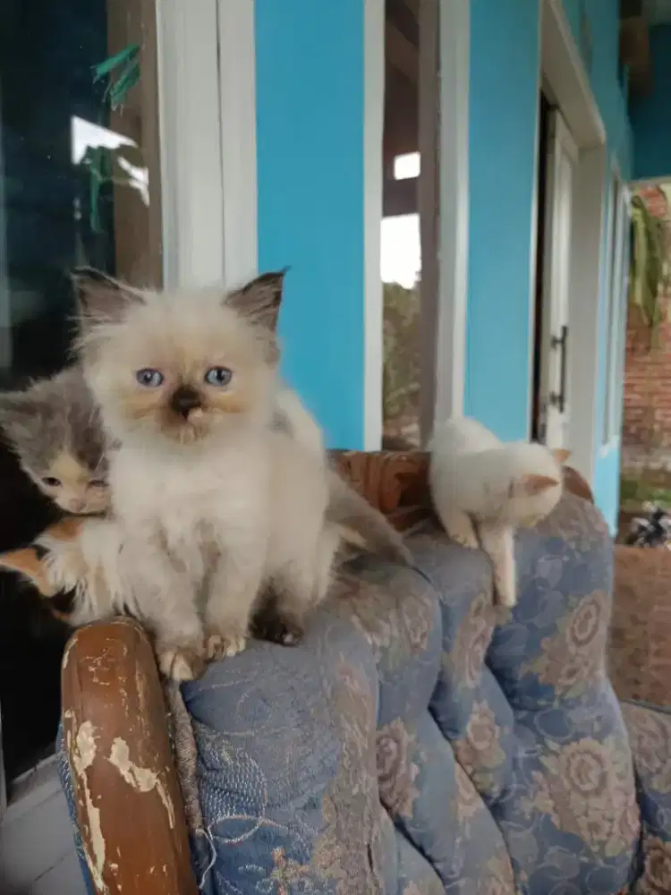 Kucing persia flatnose scottish bsh munchkin ragdol mainecoon peaknose