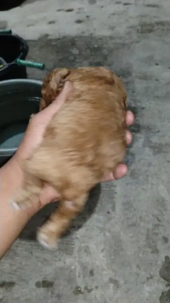Puppy red toy poodle jantan betina(tiny)
