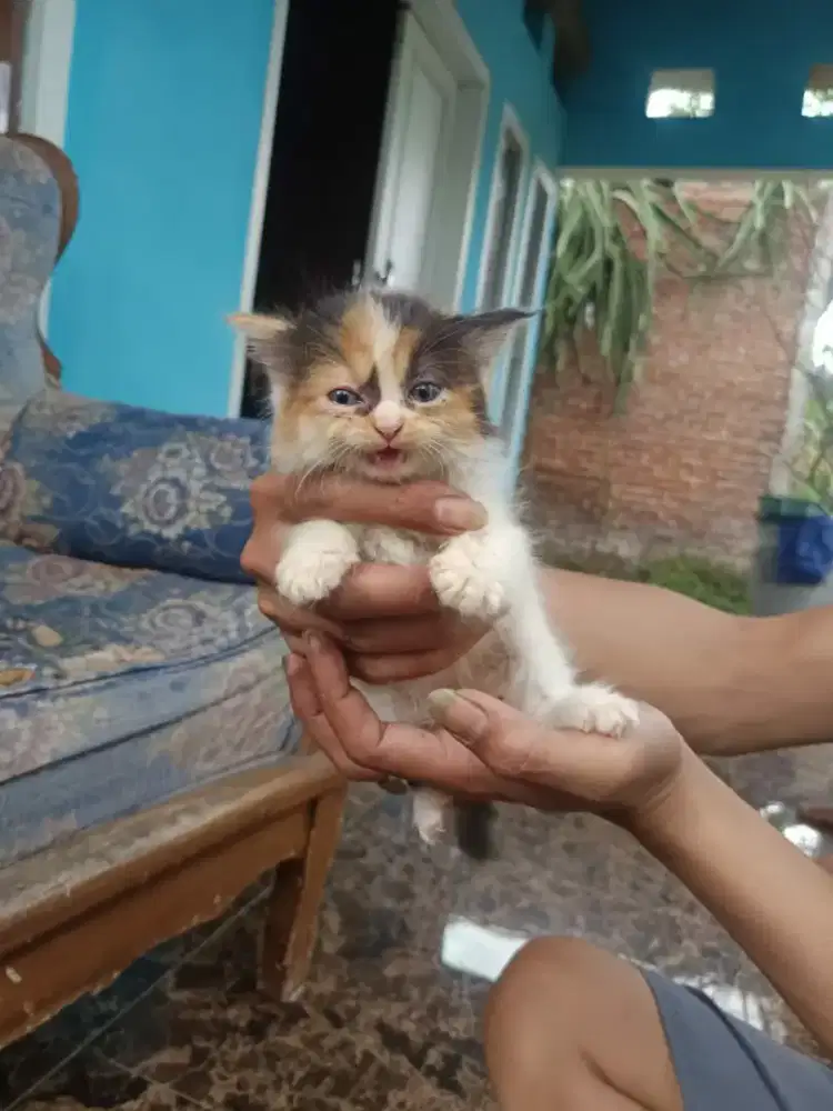 Kucing persia flatnose scottish bsh munchkin ragdol mainecoon peaknose