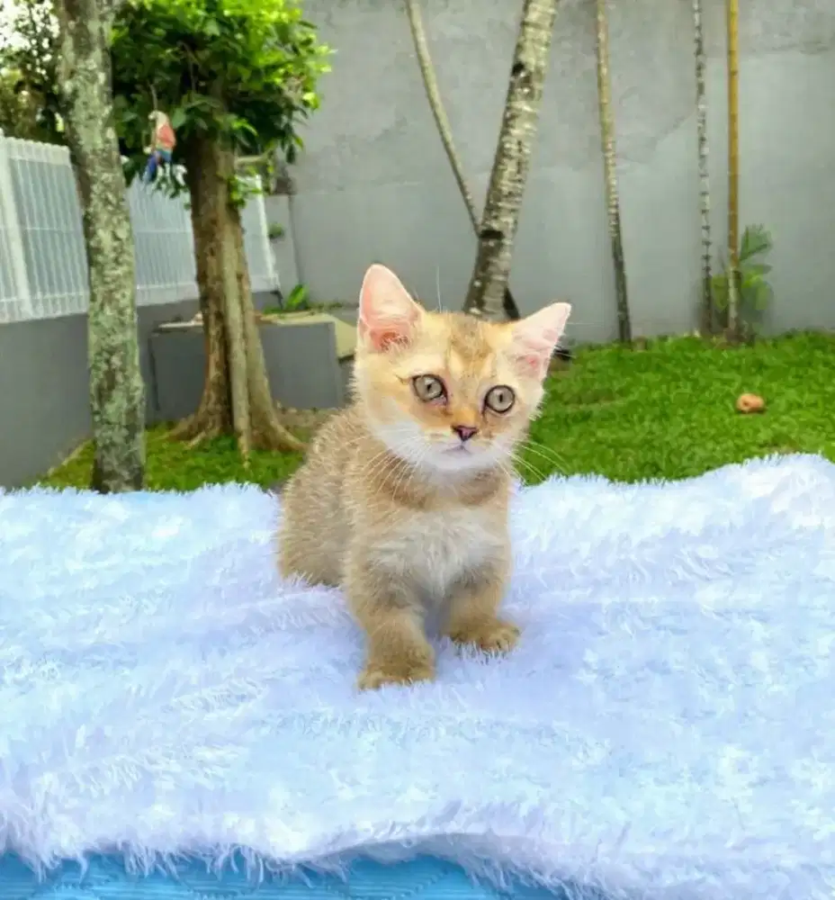 British Shorthair (BSH) Munchkin