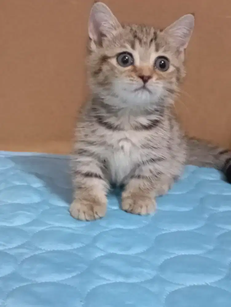 British Shorthair (BSH) Munchkin