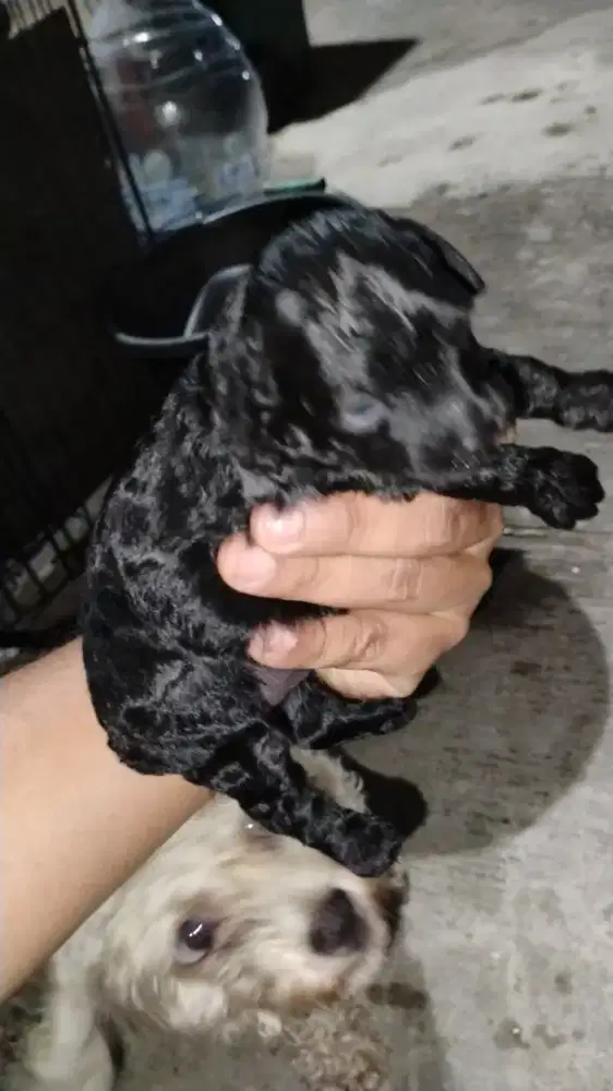 Anjing tiny poodle jantan betina